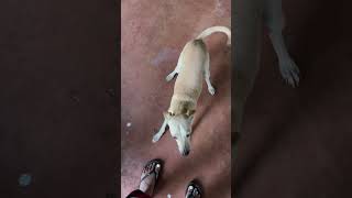 Excited dog follows us around in a relatives house [upl. by Gigi160]