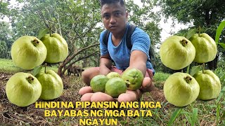 DAMING NABUBULOK NA BAYABAS HINDI NA PINAPANSIN NG MGA KABATAAN SA NGAYUN IBANG IBA NA ANG PANAHON [upl. by Odlanar]