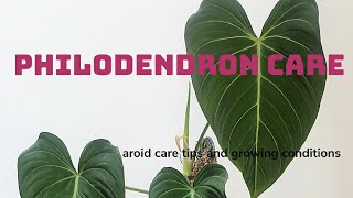 HUGE AND HEALTHY PHILODENDRON CARE  basic philodendron care for rare and common plants [upl. by Ahsitniuq]