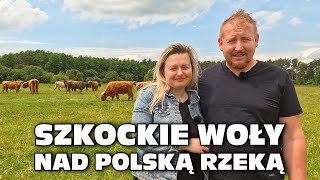 „Szkockie woły nad polską rzeką”  Highland Beef znad Pilicy [upl. by Mogerly]