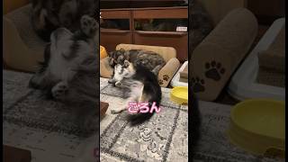 ねこに甘える犬 shorts dogshorts dog [upl. by Berfield]