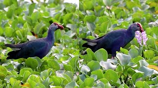 Western swamphen birds [upl. by Mahgirb211]