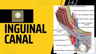 Inguinal Canal Anatomy [upl. by Ziguard]