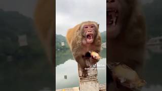 Angry monkey genius wood relaxing woodworking diy handmade tools skills construction [upl. by Fernandes]