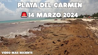 PLAYA DEL CARMEN🔴ACTUALIZACION 14 MARZO SARGAZO PUNTA ESMERALDA [upl. by Niram]