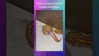 leopard gecko breeding behavior [upl. by Juback]