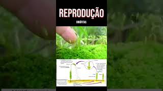 Assim você aprende 😂 Reprodução das briófitas [upl. by Wescott63]