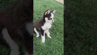 Pomsky puppies [upl. by Gusty]