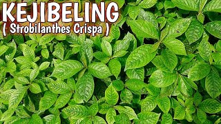 TANAMAN KEJIBELING  KECIBELING  Strobilanthes Crispus Plant Care [upl. by Mcmullan]