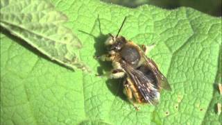 Wool Carder Bees Anthidium manicatum [upl. by Najar]