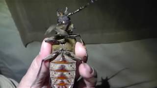 Huge Excited Kenyan Long Horned Beetle [upl. by Minor]