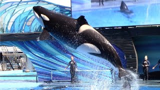 Orca Encounter Full Show  SeaWorld Orlando  March 1 2023 [upl. by Leahcimluap444]