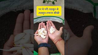 Easy way to grow garlic in pots and Containers  lahsun kaise lagate hain [upl. by Hillhouse198]