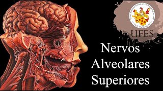 Nervo Alveolar Superior  por Isabela Trarbach [upl. by Naleag]