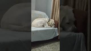 labrador scoober doglover scooberslabrador cute cobberdog ❤️❤️ [upl. by Igor]