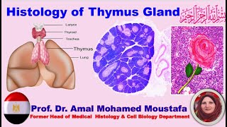 Histology of Thymus Gland prof Dr Amal Mohamed Moustafa [upl. by Ocsic]