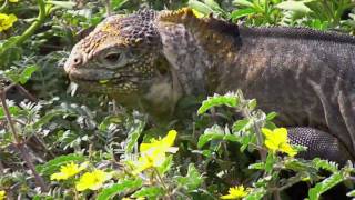 IGUANAS AND LAVA LIZARDS  Galapagos Islands [upl. by Zannini]