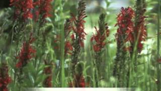 Lobelia cardinalis Cardinal Flower [upl. by Atikihc845]