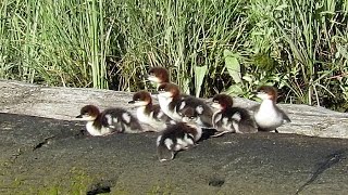 Common Merganser Chicks Starting Their Day [upl. by Neerac]