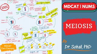 Meiosis  Comparison between Mitosis amp Meiosis  MDCAT  NUMS  NEET [upl. by Hplar]