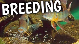 Geophagus breeding  Geophagus Tapajos breeding  How to breed Geophagus Tapajos [upl. by Siuol165]