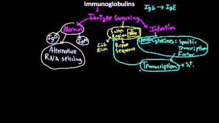 Immunology antibody Isotype switching [upl. by Drandell]