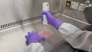 Cell proliferation and cytotoxicity assay [upl. by Laban]