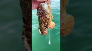 Not the targeted species but toadfish are such cool fish subscribe fishing nature shorts [upl. by Ahseryt]