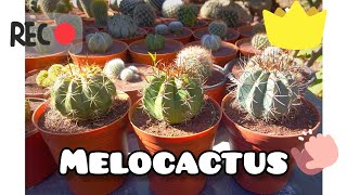 Melocactus especies que conservo y cuidados 🐢🙂🌵 [upl. by Matthaeus]