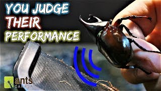 YOU ARE THE JUDGE  Singing Beetle Competition [upl. by Ahselak]