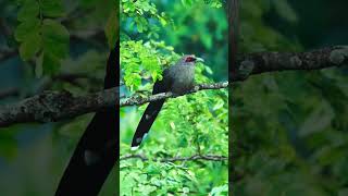 Green billed malkoha [upl. by Delfine]