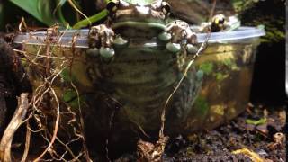 Trachycephalus resinifictrix milk frog  hot tub time [upl. by Nylorahs]