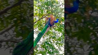 Watch the Amazing Peacock Flight wildlife birds naturelovers naturemajili travel [upl. by Atteugram]