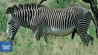 Zebras and Giraffes Samburu National Reserve [upl. by Wilda]