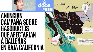 DeDoceAUna ¬ ONG’S piden frenar proyecto de gasoductos que arriesga a ballenas de Baja California [upl. by Netty]