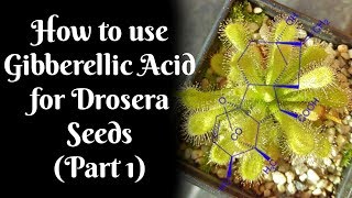 How to use Gibberellic Acid for stubborn Drosera seeds Part 1 [upl. by Leira210]