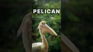 That beak holds too many features PELICAN wildlifeinsights facts pelicans [upl. by Eentihw27]