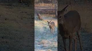 Frosty morning doe and fawn [upl. by Vod829]