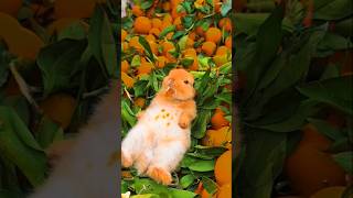 quotmBaby Rabbit Doing Funny ThingsViral Shorts AdorableBunnyBunnyLoversBabyAnimalVideosPetRabbit [upl. by Nod912]