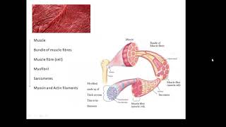 BTEC Applied Science Unit 1 Biology Muscles [upl. by Lorusso]