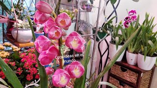 Orquídeas de bulbos cuidados sustratos fertilización y recomendaciones [upl. by Rehpotsirc]