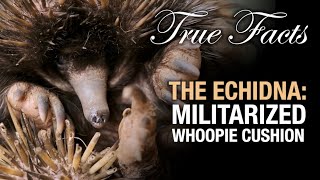 True Facts The Echidna  Militarized Whoopie Cushion [upl. by Tloh]