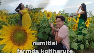 Numitlei Sunflower farm da koitharure [upl. by Eimyaj]