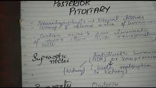 Posterior Pituitary Gland  Endocrine system [upl. by Lovmilla]