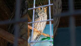 adorable longeared owl nature shorts birds owls animals animalshorts [upl. by Currey515]