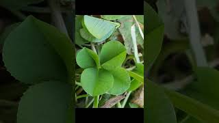 Young leaves and fourleaf clovers on peach tree leaves Clover Collection 191130 [upl. by Meakem945]