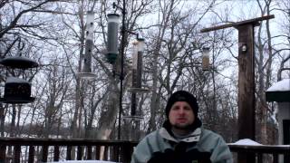 How to handfeed wild birds in your backyard [upl. by Corette189]