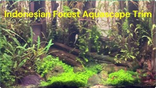 Indonesian Forest Aquascape needed a trim [upl. by Care10]