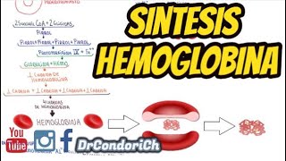 Sintesis de la hemoglobina fisiologia del globulo rojo Formacion de la Hb [upl. by Westhead887]