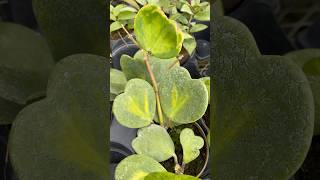 Hoya Plants  Vandermeer Nursery Sept 21 [upl. by Elorac]